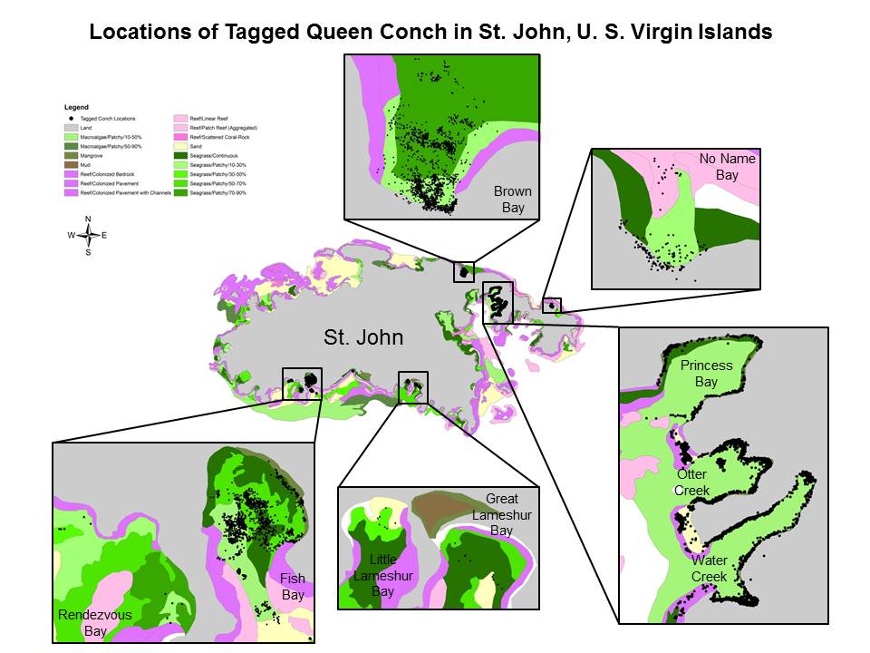 Queen Conch Tag Locations